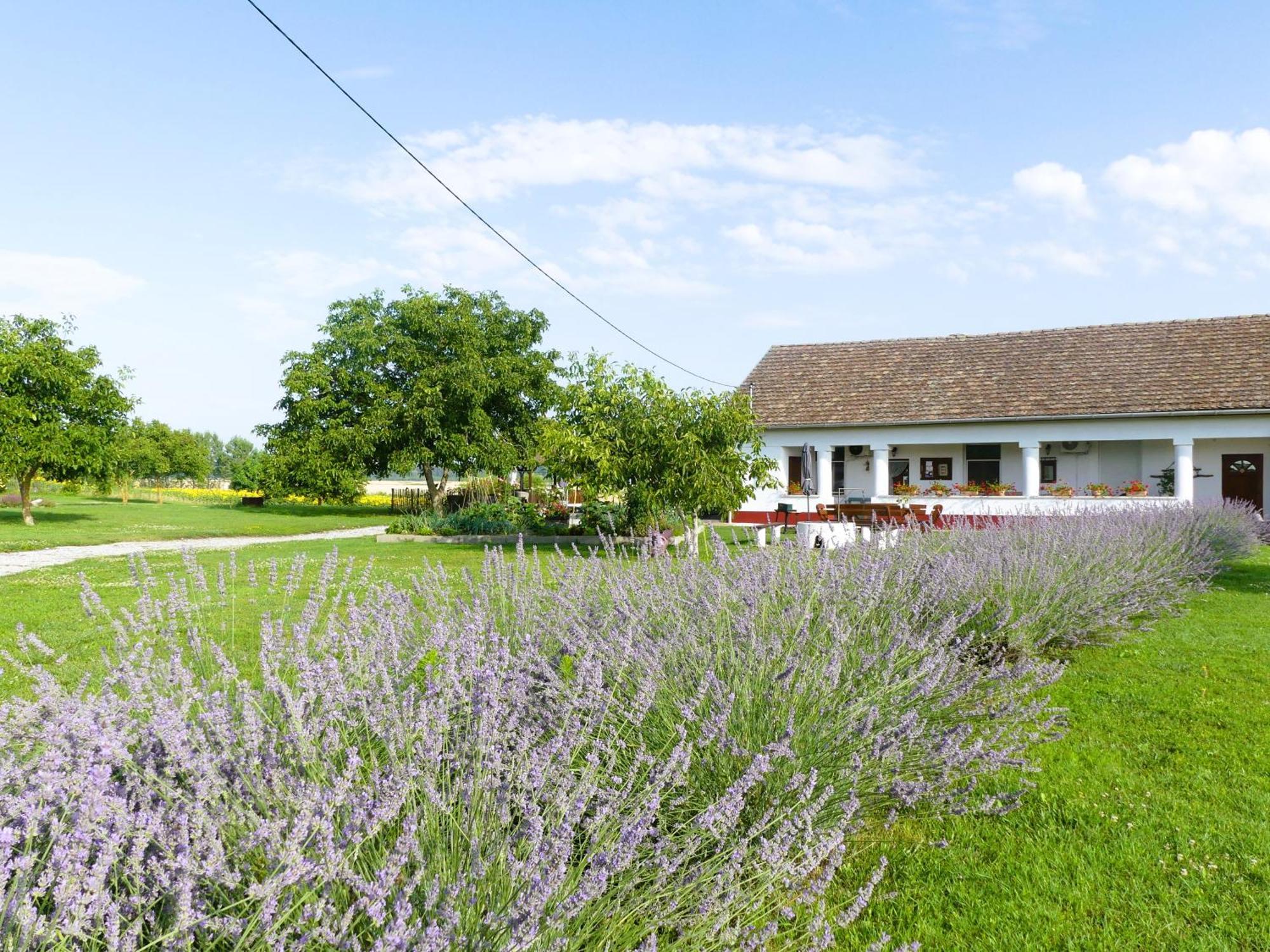 Bed and Breakfast Tisza White House Tiszaszolos Zewnętrze zdjęcie